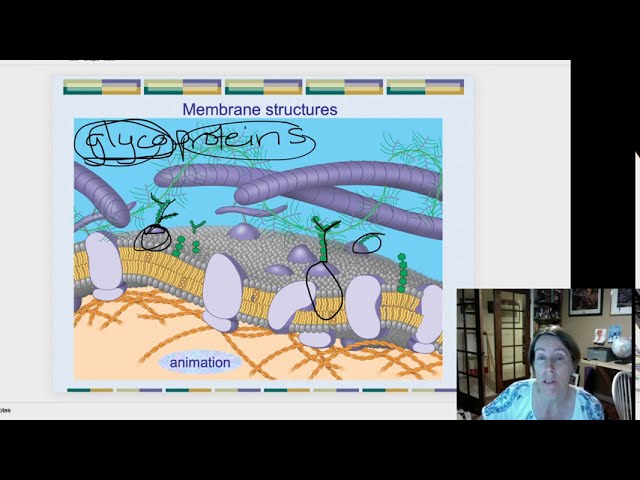 What are Glycoproteins and Their Importance in Human Biology?