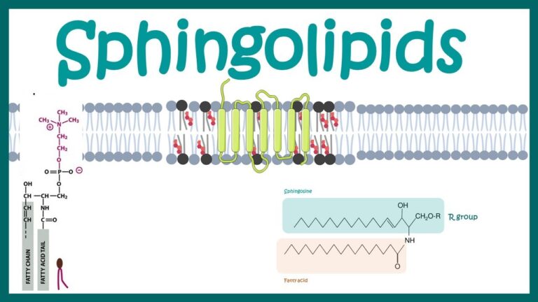 Uncovering the Wonders of Glycosphingolipids: Exploring their Structure, Functions, and Potential Benefits
