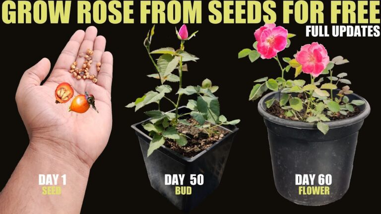 Unveiling the Wonders of Rose Seeds: Everything You Need to Know